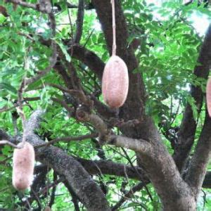 紫葳屬|紫葳科 (Bignoniaceae)